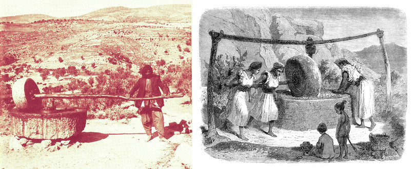 Left: Early 1900s olive press in Palestine when it was a part of the Ottoman Empire. Right: Drawing of women in Algeria working at a stone mill manufacturing olive oil, 1867.